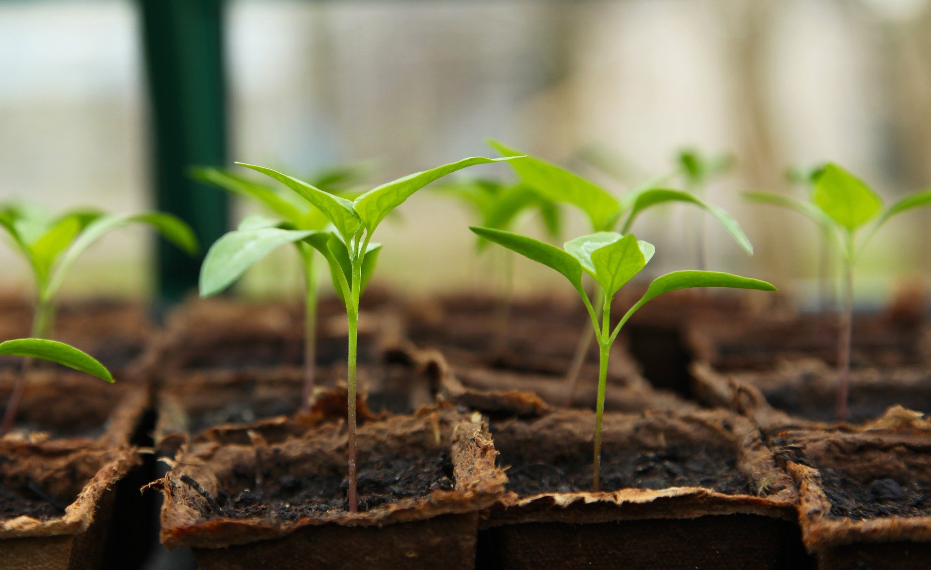Young seedlings sprouting from soil in small pots