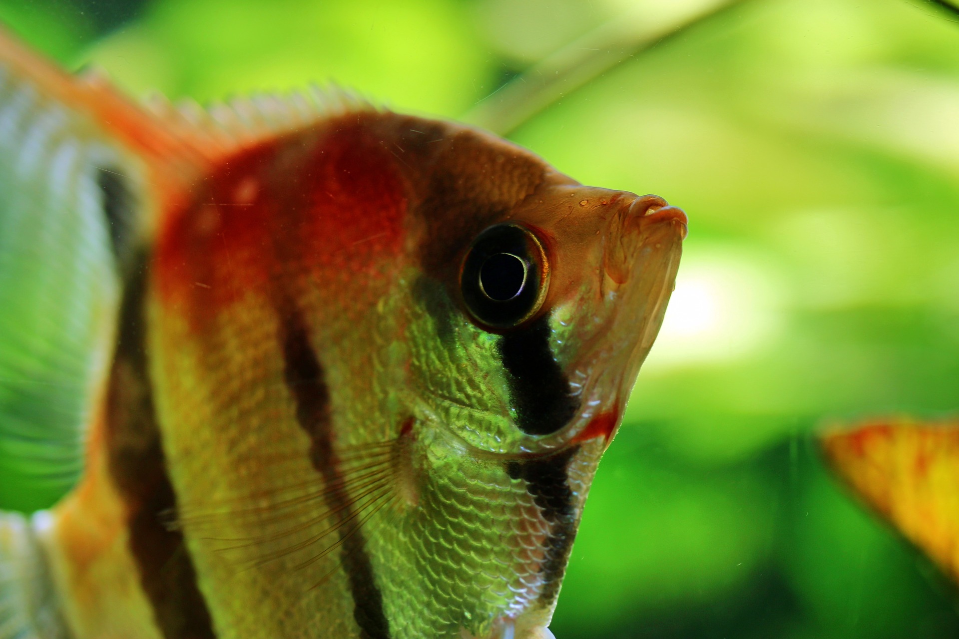 An closeup of an orange and black angelfish.